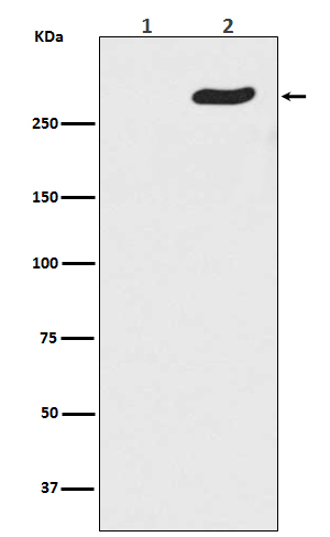 Rabbit monoclonal antibody
