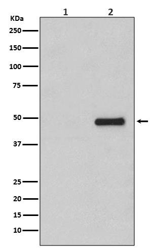 Rabbit monoclonal antibody