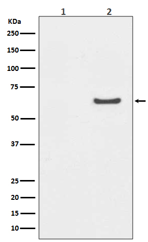 Rabbit monoclonal antibody