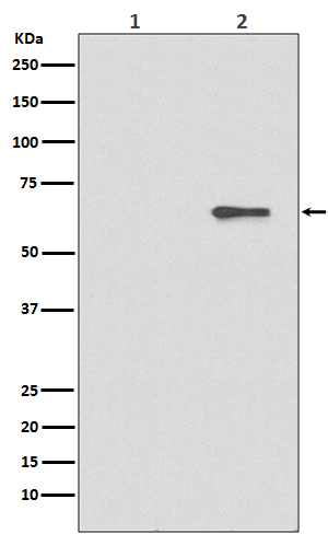 Rabbit monoclonal antibody