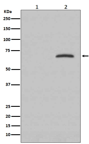 Rabbit monoclonal antibody