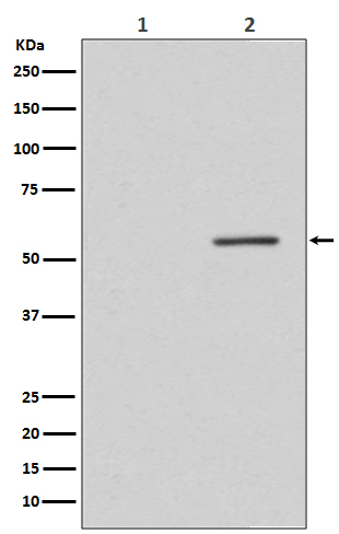 Rabbit monoclonal antibody