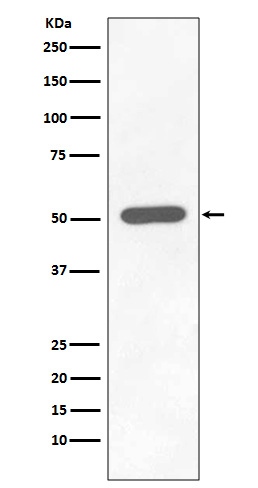 Rabbit monoclonal antibody