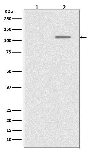 Rabbit monoclonal antibody