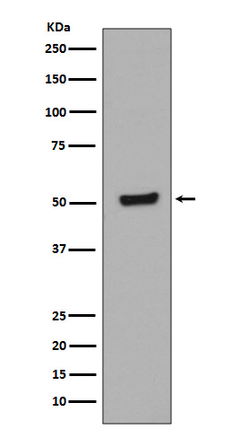 Rabbit monoclonal antibody