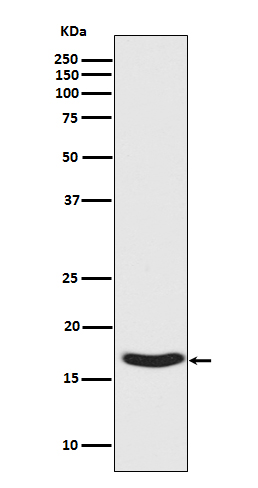 Rabbit monoclonal antibody