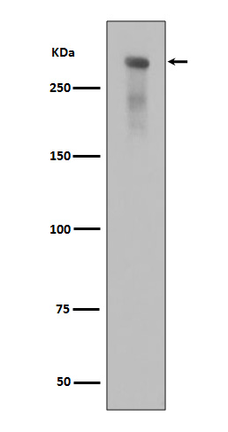 Rabbit monoclonal antibody