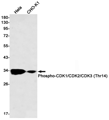Phospho-Cdk1/Cdk2/Cdk3 (Thr14) Rabbit mAb