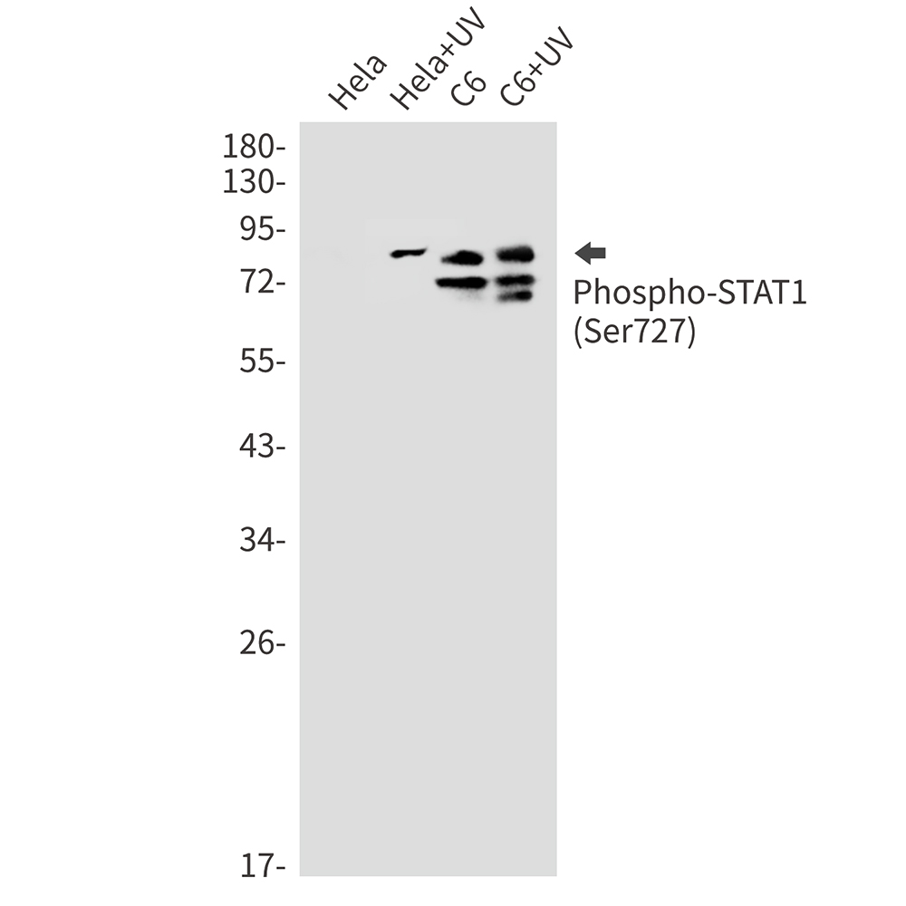 Rabbit monoclonal antibody