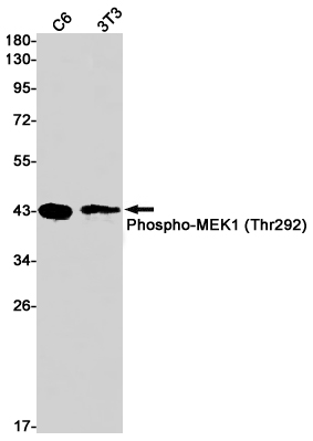 Rabbit monoclonal antibody
