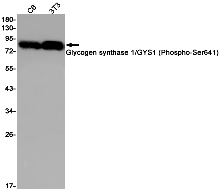 Rabbit monoclonal antibody