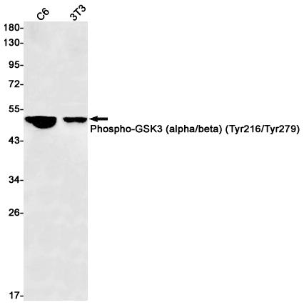 Rabbit monoclonal antibody