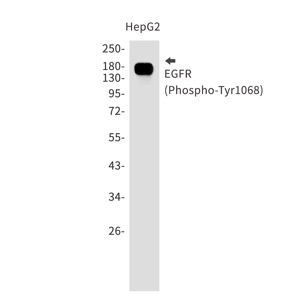 Rabbit monoclonal antibody