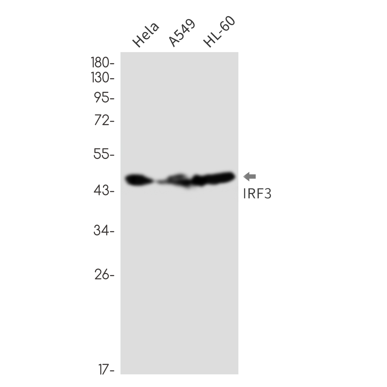 Rabbit monoclonal antibody