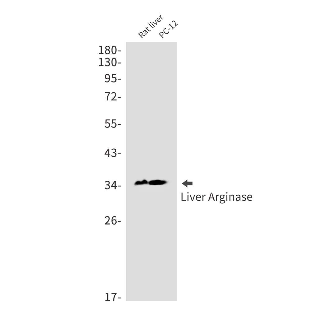 Rabbit monoclonal antibody