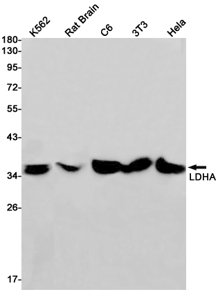 Rabbit monoclonal antibody