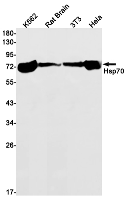 Rabbit monoclonal antibody