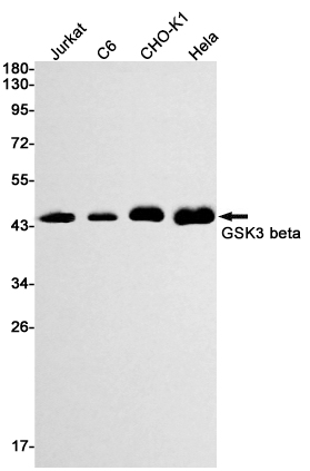 Rabbit monoclonal antibody