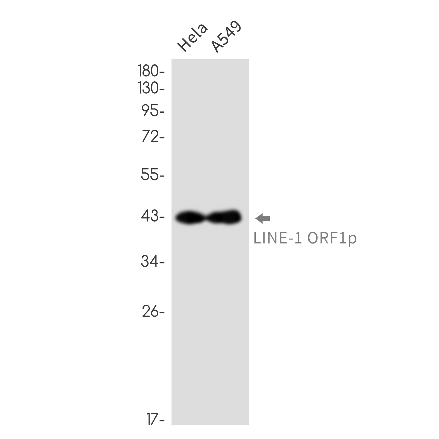 Rabbit monoclonal antibody