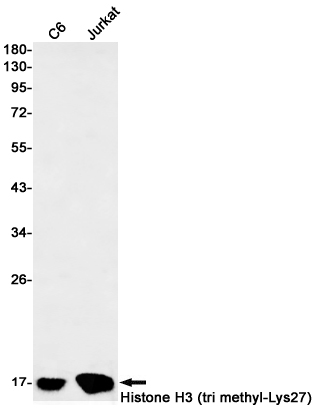 Rabbit monoclonal antibody