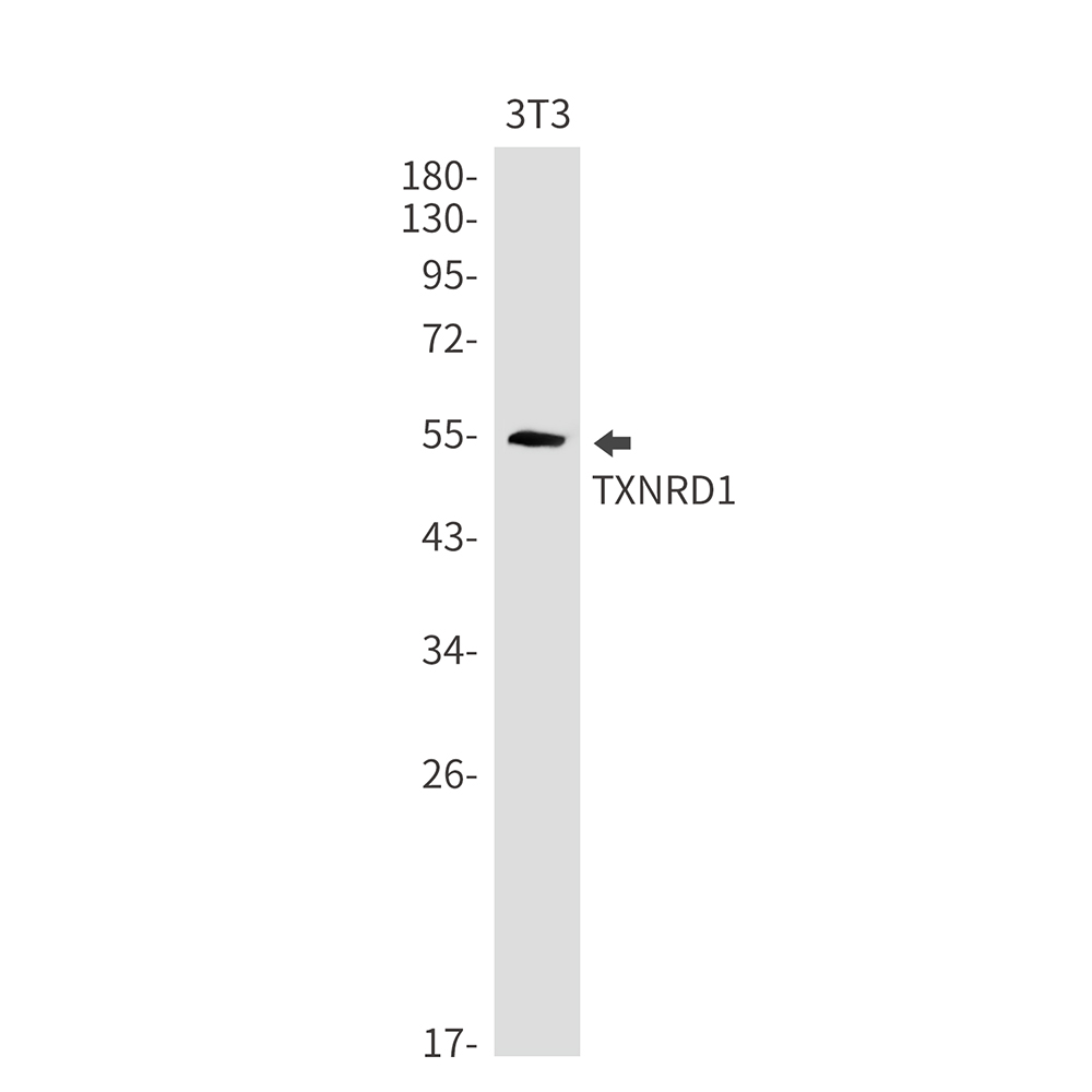 Rabbit monoclonal antibody