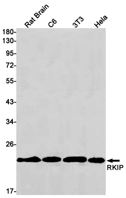 Rabbit monoclonal antibody