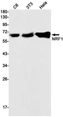 Rabbit monoclonal antibody