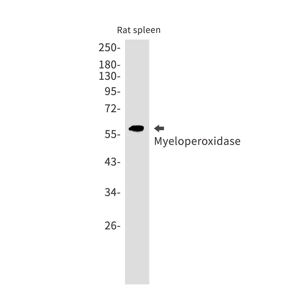 Rabbit monoclonal antibody