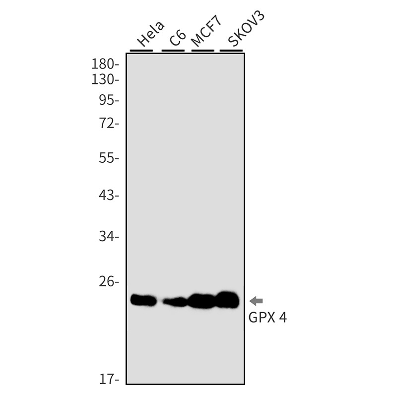 Rabbit monoclonal antibody