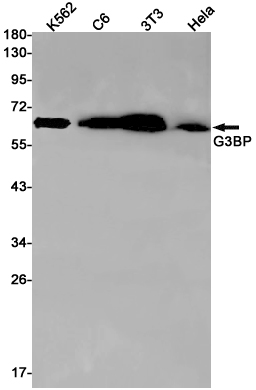 Rabbit monoclonal antibody