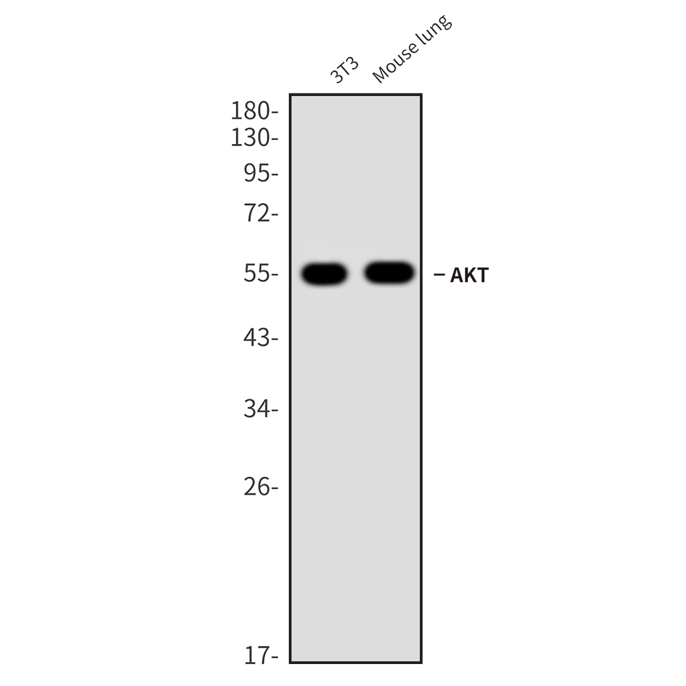 Rabbit monoclonal antibody
