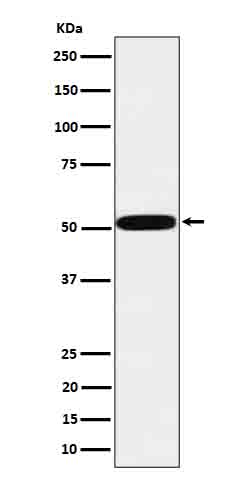 Rabbit monoclonal antibody