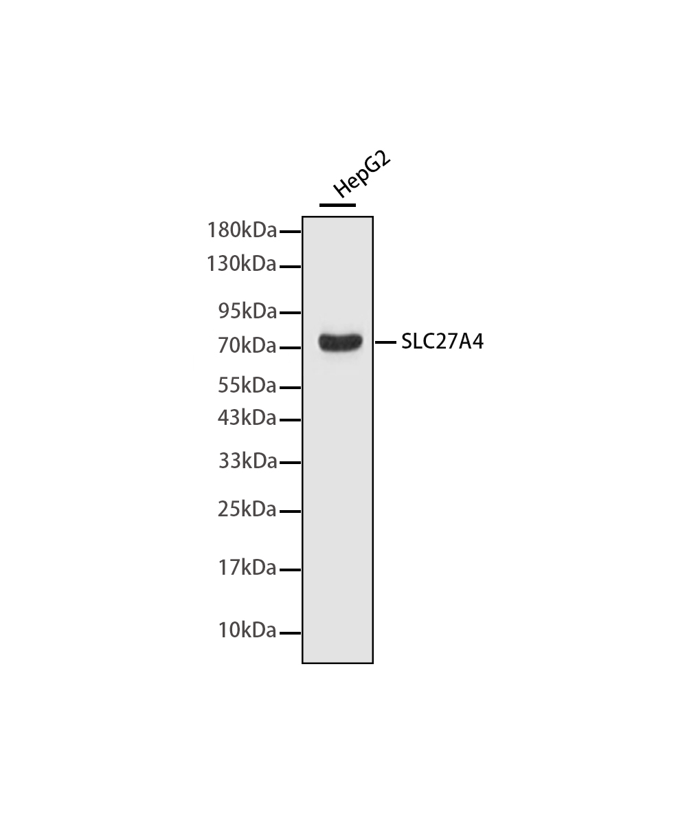 Rabbit monoclonal antibody