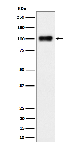 Rabbit monoclonal antibody