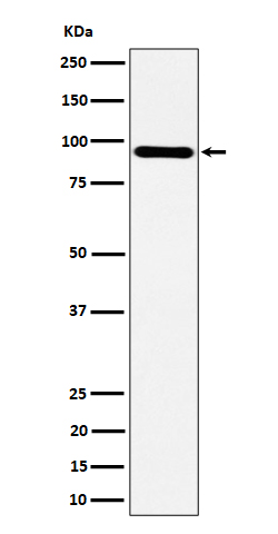 Rabbit monoclonal antibody