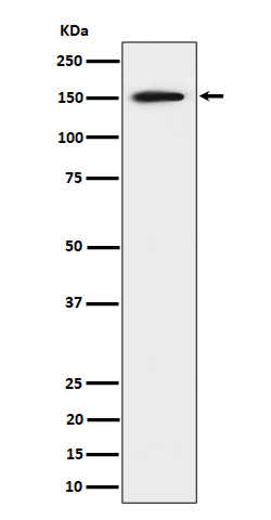 Rabbit monoclonal antibody