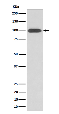 Rabbit monoclonal antibody