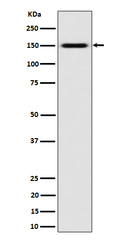 Rabbit monoclonal antibody