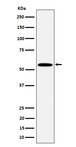 Rabbit monoclonal antibody