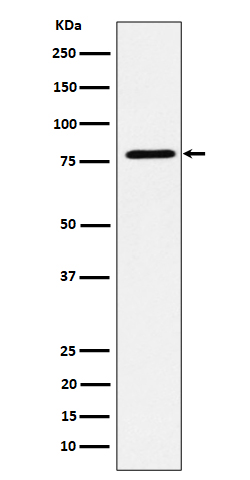 Rabbit monoclonal antibody