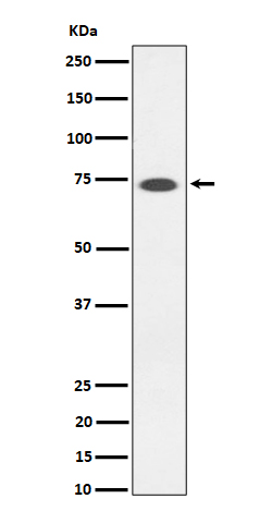 Rabbit monoclonal antibody