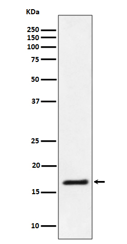 Rabbit monoclonal antibody