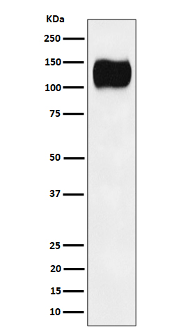 Rabbit monoclonal antibody