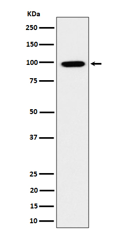 Rabbit monoclonal antibody