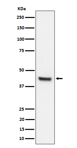 Rabbit monoclonal antibody