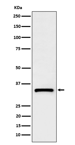 Rabbit monoclonal antibody