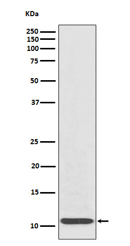 Rabbit monoclonal antibody