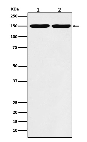 Rabbit monoclonal antibody