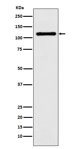 Rabbit monoclonal antibody