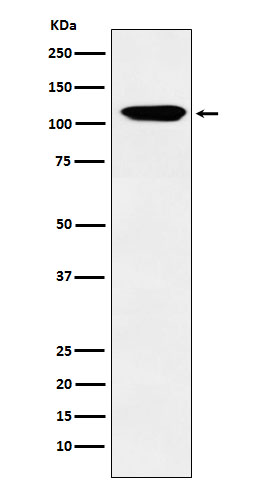 Rabbit monoclonal antibody